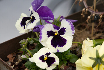 Veilchen, Viola riviniana in blau-lila weiß