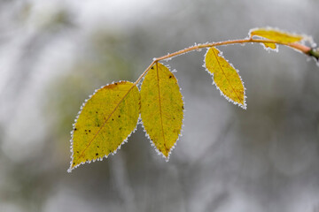 frost on various plants or leaves