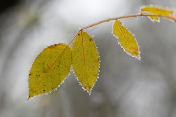 frost on various plants or leaves