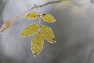 frost on various plants or leaves