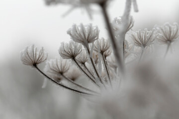 frost on various plants or leaves