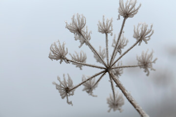 frost on various plants or leaves