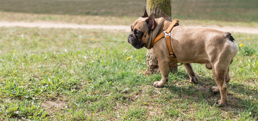 french bulldog ist standing in the park