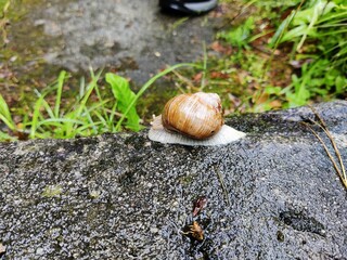Weinbergschnecke