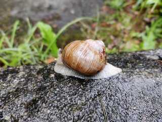 Weinbergschnecke