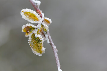 frost on various plants or leaves