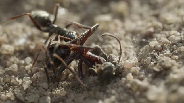 Ant carries the corpse of another ant on the ground
