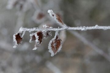 frost on various plants or leaves