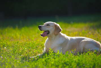 Cute smiling golden retriever chilling in the park