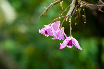 Close up water drop on Wildflower orchid (Dendrobium pulchellum) with blur green nature background