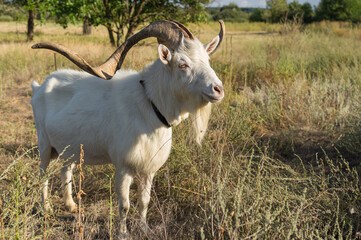 Full body portrait of white goat with abnormally enormous horns standing on a summer pasture in central Ukraine