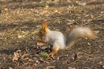 Naklejka na ściany i meble Beautiful Eurasian red squirrel holding walnut in paws that the animal found on the ground at fall season