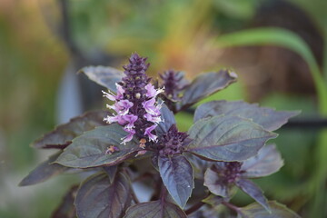 flowers in the woods 