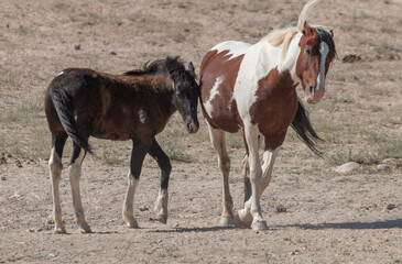 Obraz na płótnie Canvas Wild Horse Mare and Foal in Utah