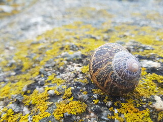 Caracol