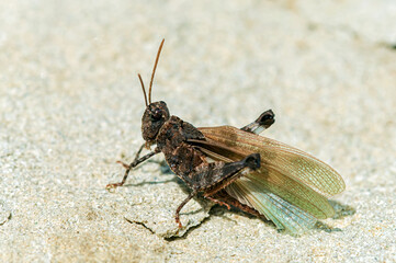 Common brown grasshopper (Chorthippus brunneus). Male Field Grasshopper sunbathing on sandstone in sunshine 