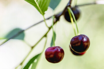 A few red ripe cherries hanging on a branch of a cherry tree