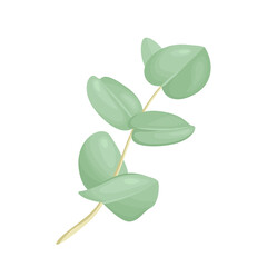 Obraz premium Eucalyptus isolated on white background. Branch with green leaves. Vector illustration of medical plant in cartoon flat style.