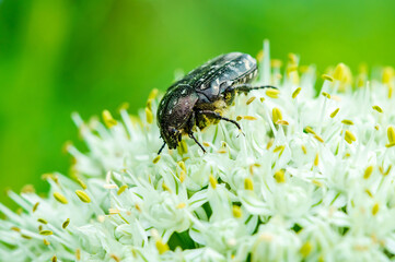 White spotted rose beetle (Oxythyrea funesta) on onion flower. Trauer Rosenkäfer