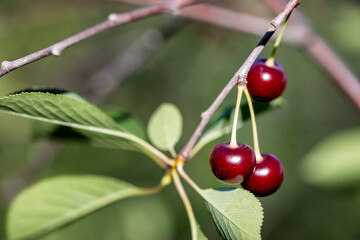 A few red ripe cherries hanging on a branch of a cherry tree