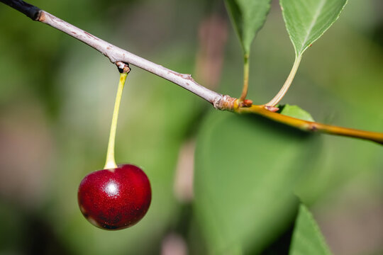 A single red ripe cherry hanging on a branch of a cherry tree