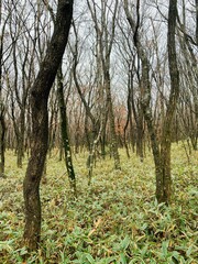 Obraz premium trees in the forest