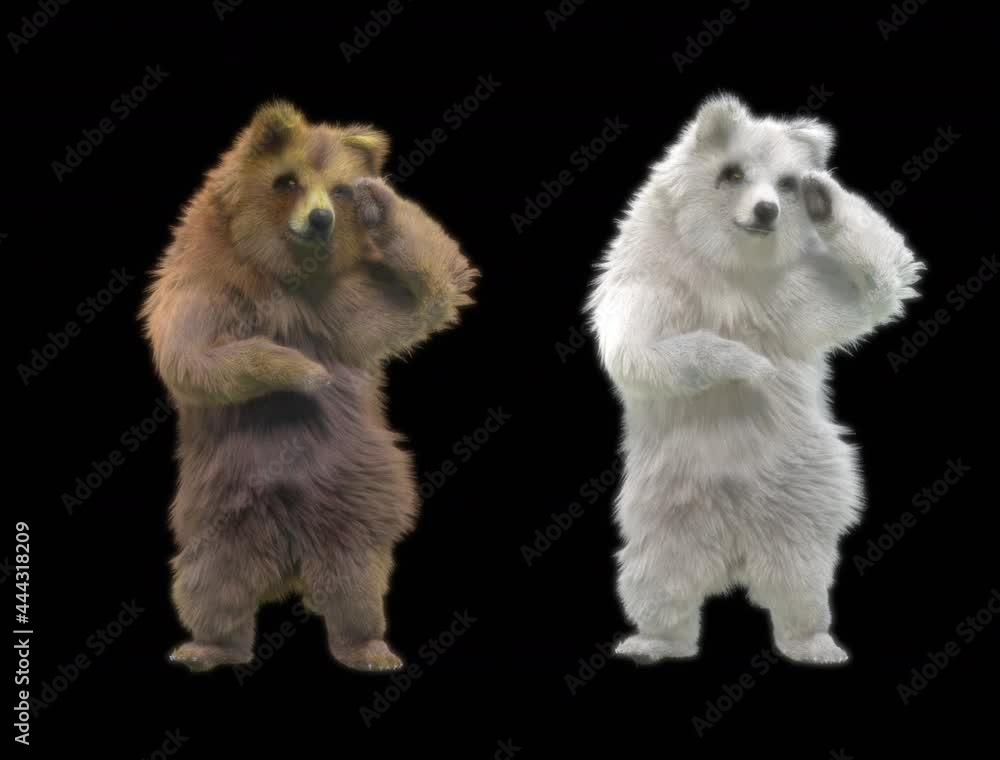 Wall mural bear cg fur 3d rendering animal realistic cgi vfx animation loop alpha dance composition 3d mapping,