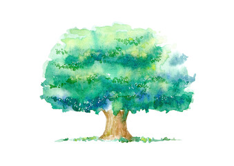 Oak.Deciduous tree.Watercolor hand drawn illustration.White background.
