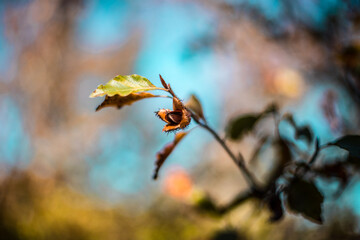 Detalle de fruto saliendo