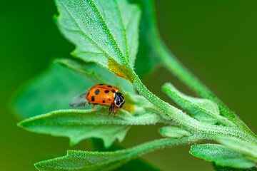 Beautiful ladybug on leaf defocused background