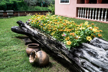 Nice colorful flower bed in front of a house, arranged inside a tree trunk in a garden with some old clay pots as ornaments.