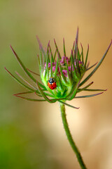 Beautiful ladybug on leaf defocused background