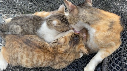 子猫, 子猫, 動物, お気に入りの, かわいい, 家庭の, 猫科の, 毛皮,...