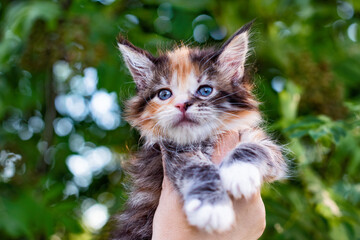 An adorable maine coon kitten in a hand on  background of flowers.
