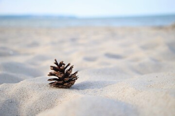 pine on the beach