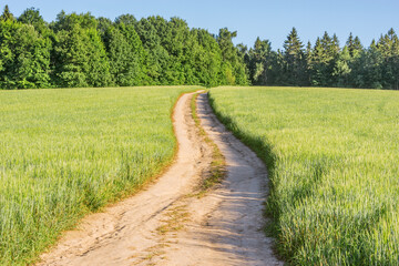 Obraz premium Field with rye and road at sunny evening.