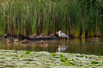Gray heron caught a fish while hunting.