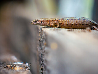 A small lizard with a tail basks in the sun in the summer sitting on wooden boards in the park