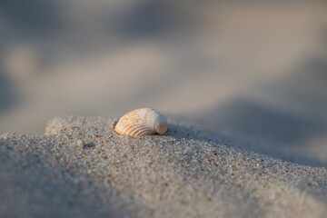 shell on the beach