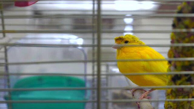 A small yellow canary is sitting in a cage close-up. The concept of home comfort. Cosy. Pets. Keeping exotic birds at home. The parrot is sitting in a cage.