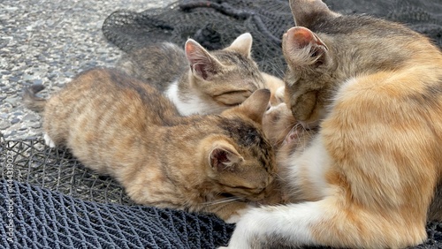 Fototapete 子猫 子猫 動物 お気に入りの かわいい 家庭の 猫科の 毛皮 お気に入りの 子猫 タビー 動物 哺乳動物 ポートレート 赤 愛らしい 目 白 美しい スリープ 小さい 若い うそ ふわふわした 見る Anblick Yuji Ono