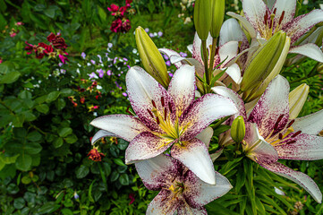 Obraz na płótnie Canvas White and purple lily flowers in garden