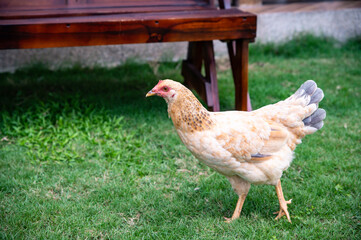 Single light brown chicken walking free on green grass of a ranch in a sunny day. 