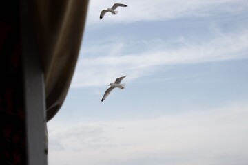 seagulls in the sky