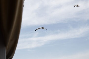 seagull in the sky