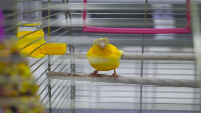 A small yellow canary is sitting in a cage close-up. The concept of home comfort. Cosy. Pets. Keeping exotic birds at home. The parrot is sitting in a cage.