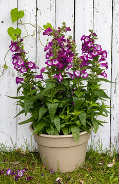 Potted flowers in front of wooden picket fence