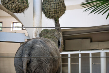 An elephant eating grass from big grass balls.
