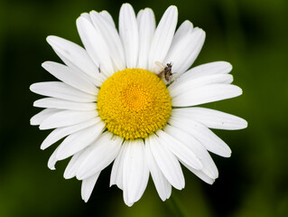 White Daisey flower with small bee on it