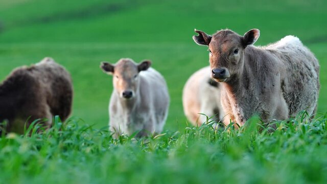Murray grey and Angus cows grazing on green pasture.